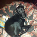 Photo of Willow