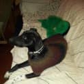 Photo of Willow