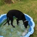 Photo of Willow