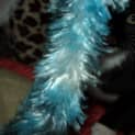 Photo of Kitten Raffi