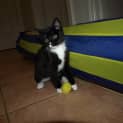 Photo of Kitten Raffi