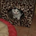 Photo of Kitten Rascal