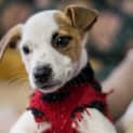 Photo of Hope ~ Boxer X Puppy (On Trial 20/5/15)