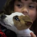 Photo of Hope ~ Boxer X Puppy (On Trial 20/5/15)