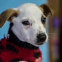 Photo of Hope ~ Boxer X Puppy (On Trial 20/5/15)