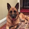 Photo of Rosie On Hold Pending Adoption