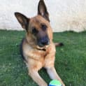 Photo of Rosie On Hold Pending Adoption