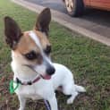 Photo of Peggy (Adoption Pending)