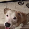 Photo of Lolli
