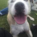 Photo of Lolli