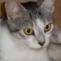 Photo of Gypsy