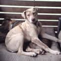 Photo of Miss Latte ~ Catahoula (On Trial 28/6/15) 