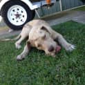 Photo of Miss Latte ~ Catahoula (On Trial 28/6/15) 