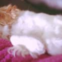 Photo of Rubie Rose
