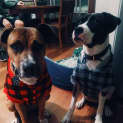 Photo of Harlem <3