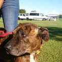 Photo of Major (At Rspca Big Adopt Day Sept 19 Brisbane)