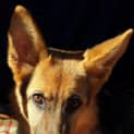 Photo of Dakoda Is On Trial In Her New Home