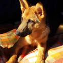Photo of Dakoda Is On Trial In Her New Home