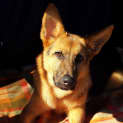 Photo of Dakoda Is On Trial In Her New Home