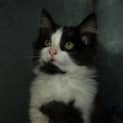 Photo of Topsy (Zazzy)