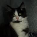 Photo of Topsy (Zazzy)