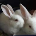 Photo of Hugs & Kisses