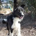Photo of Sheba