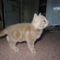 Photo of Max Kitten Kapers Rescue