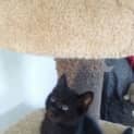 Photo of Arnie Kitten Kapers Rescue