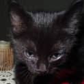 Photo of Arnie Kitten Kapers Rescue