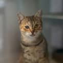 Photo of Penny