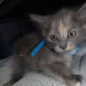 Photo of Maple