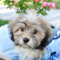Photo of Dominic