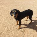 Photo of Buddy