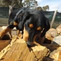 Photo of Buddy