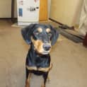 Photo of Buddy