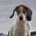 Photo of Boomer