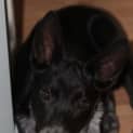 Photo of Roi