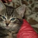Photo of Romeo