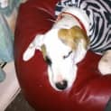 Photo of Caesar