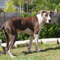 Photo of Samson