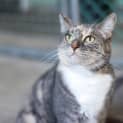 Photo of Tinker