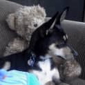 Photo of Pixie ~ Kelpie X Jack Russell (On Trial 8/6/15)