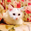 Photo of Gonzales