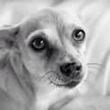 Photo of Missy (Adoption Pending)