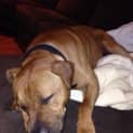 Photo of Yogi