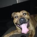 Photo of Yogi