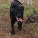Photo of Carter (Adoption Pending)