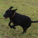 Photo of Carter (Adoption Pending)