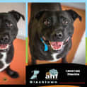 Photo of Blackie ~ #1502185